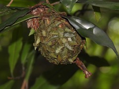 Calligaster himalayensis