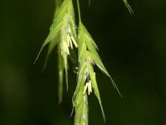 Bromus nottowayanus