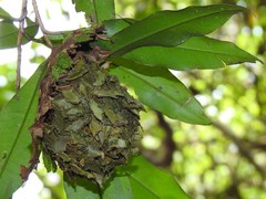 Calligaster himalayensis