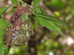 Calligaster himalayensis