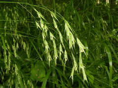 Bromus nottowayanus