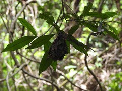 Calligaster himalayensis