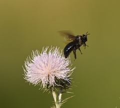 Xylocopa californica arizonensis
