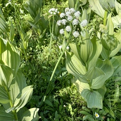 Angelica capitellata