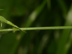 Bromus nottowayanus