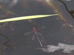 Enallagma dubium