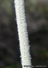 Malacothamnus arcuatus