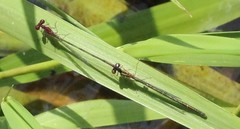 Enallagma dubium