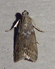 Oreana unicolorella