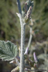 Malacothamnus arcuatus