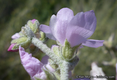 Malacothamnus arcuatus