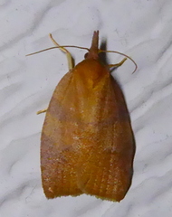 Cenopis