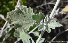 Malacothamnus arcuatus