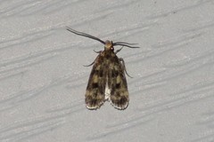 Martyringa latipennis