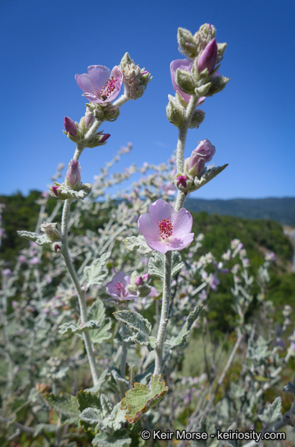 bewildering bushmallow