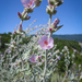Arcuate Bush-Mallow - Photo (c) Keir Morse, some rights reserved (CC BY-NC-ND), uploaded by Keir Morse
