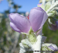 Malacothamnus arcuatus