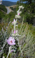 Malacothamnus arcuatus