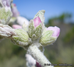 Malacothamnus arcuatus