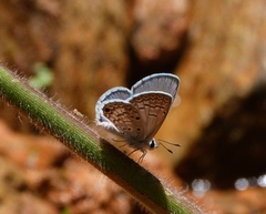 Hemiargus