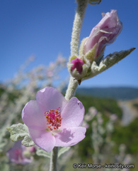 Malacothamnus arcuatus