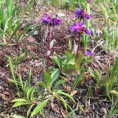 Penstemon procerus tolmiei