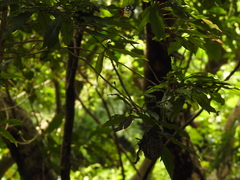 Calligaster himalayensis