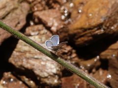 Hemiargus
