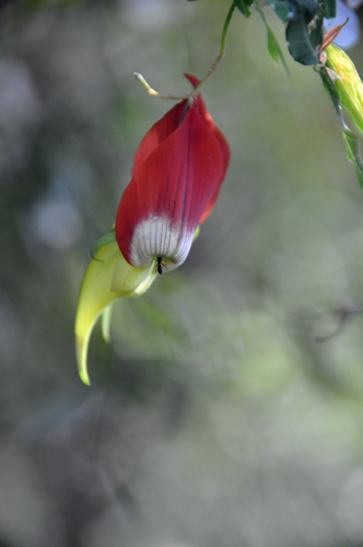 Crotalaria grevei