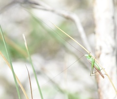 Conocephalus gracillimus