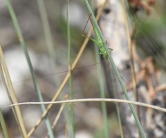 Conocephalus gracillimus