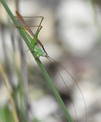 Conocephalus gracillimus