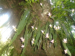 Disocactus