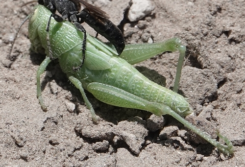 Showy Grasshopper photo 3