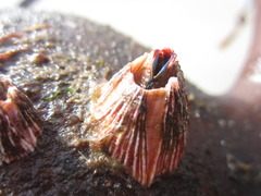 Megabalanus californicus