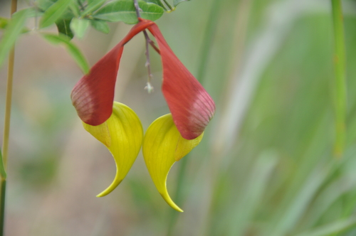 Crotalaria grevei