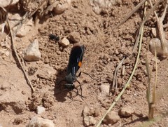 Stizoides renicinctus