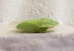 Xerophloea