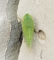 Xerophloea