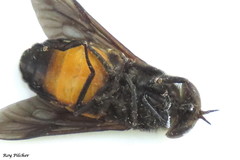 Hybomitra cincta