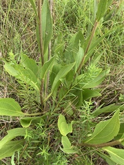 Rudbeckia texana