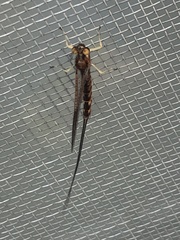 Hexagenia bilineata