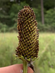 Rudbeckia texana