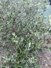 Pittosporum crassifolium