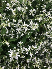 Magnoliopsida