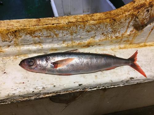Bonnetmouth (Emmelichthys nitidus) — Emmelichthyidae — 5