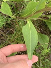 Rudbeckia texana