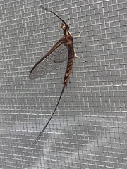 Hexagenia bilineata