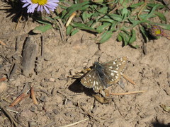 Pyrgus centaureae loki
