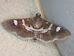 Desmia ufeus